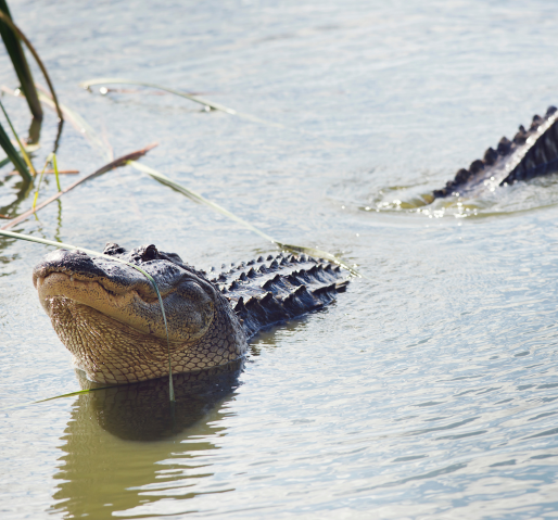 Mating Alligator